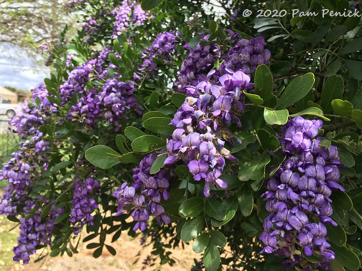 Grapey gorgeous Texas mountain laurel