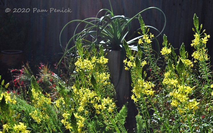 Springtime garden glow