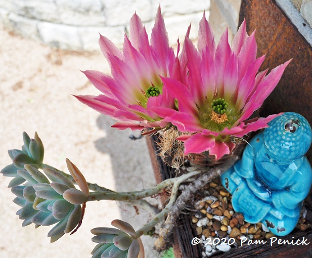 Plant This: Coahuila lace cactus