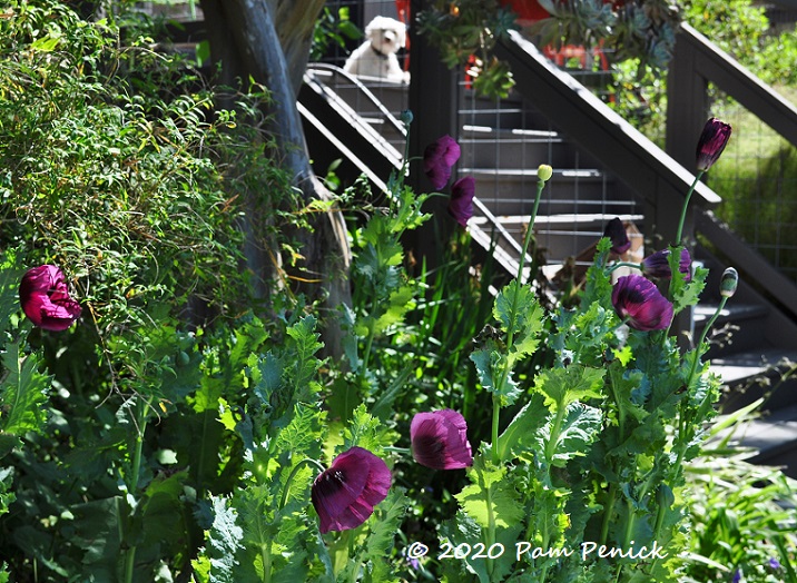 Last hurrah of the poppies