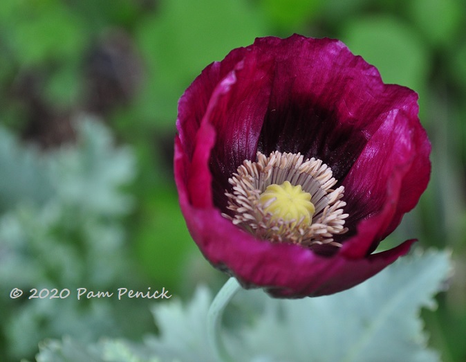 Lauren's Grape poppy pops open