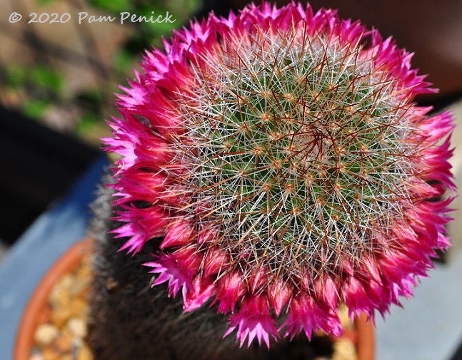 Cactus flower jewel tones