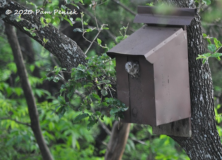 Wild kingdom in the backyard