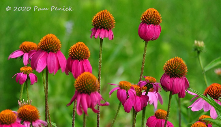 Wildflower fiesta at Lady Bird Johnson Wildflower Center