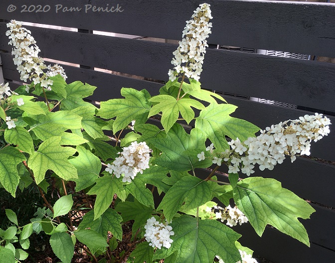 Oakleaf hydrangea blooming but wants acidic soil