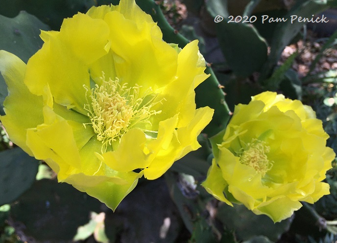Plant This: 'Old Mexico' prickly pear