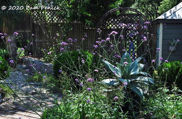 Verbena explosion