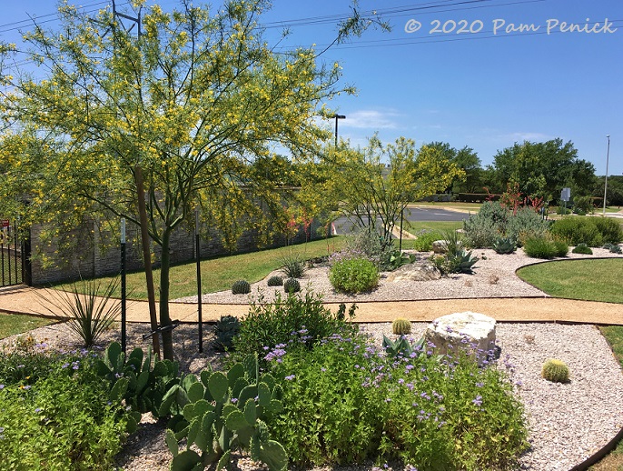 Xeriscape in bloom at Wells Branch Community Garden