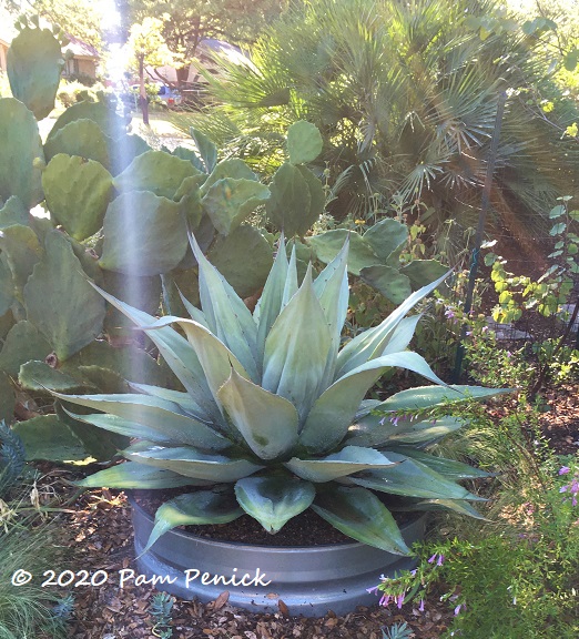 Agave ovatifolia switcheroo - Digging