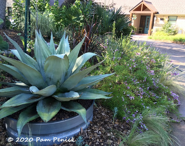 Agave ovatifolia switcheroo