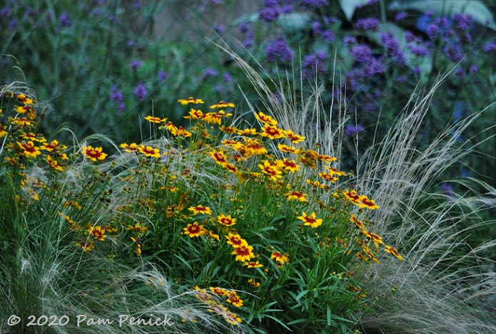 Image of Coreopsis with Mexican feather grass