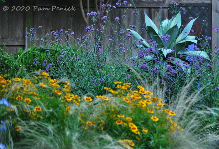 Dusky blues in the garden