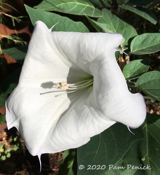 Summertime plant whacking