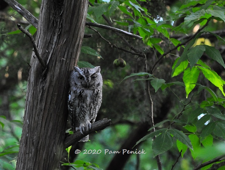 Owl family hanging out