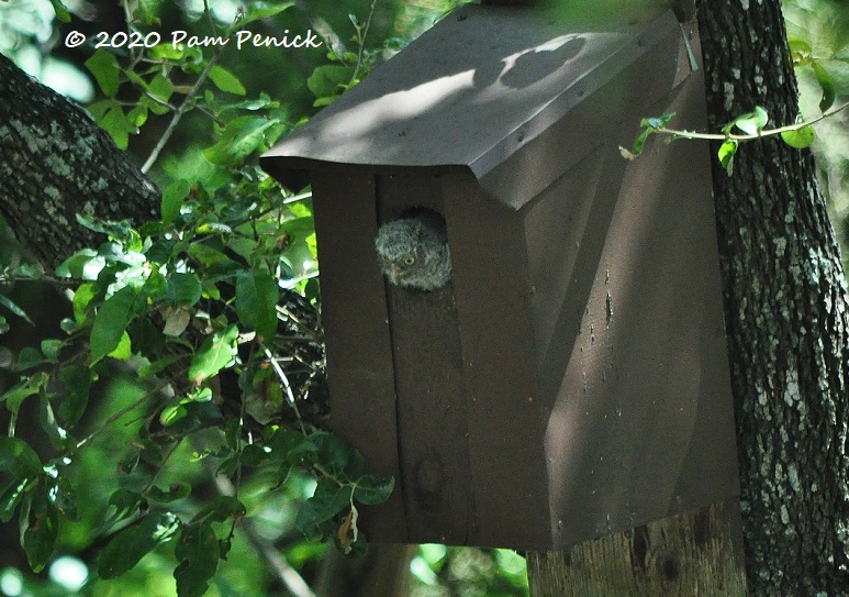 Screech owlet makes a surprise June appearance