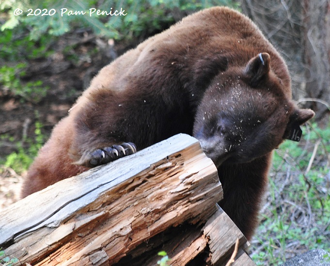 Bears and giant trees at Sequoia National Park