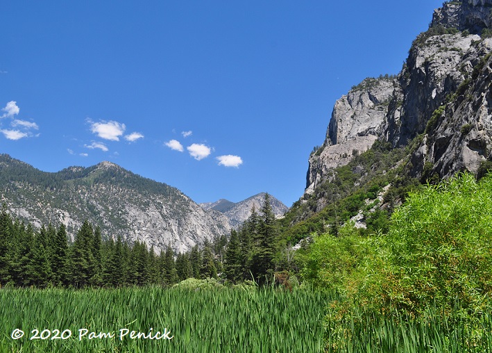 Wildflowers and waterfalls at Kings Canyon National Park
