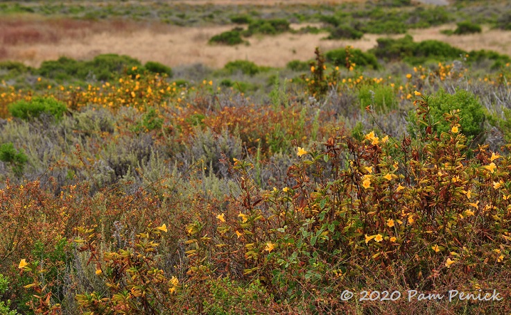 Wildflowers and birding at Montaña de Oro State Park