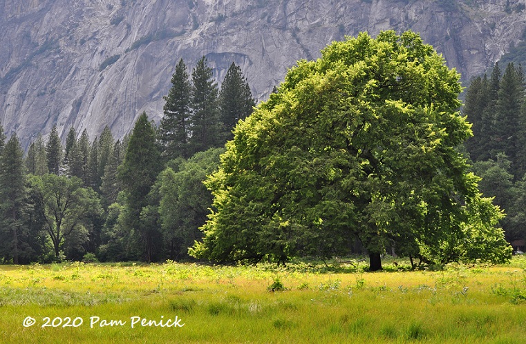 Wildflowers and wildlife in Yosemite meadow