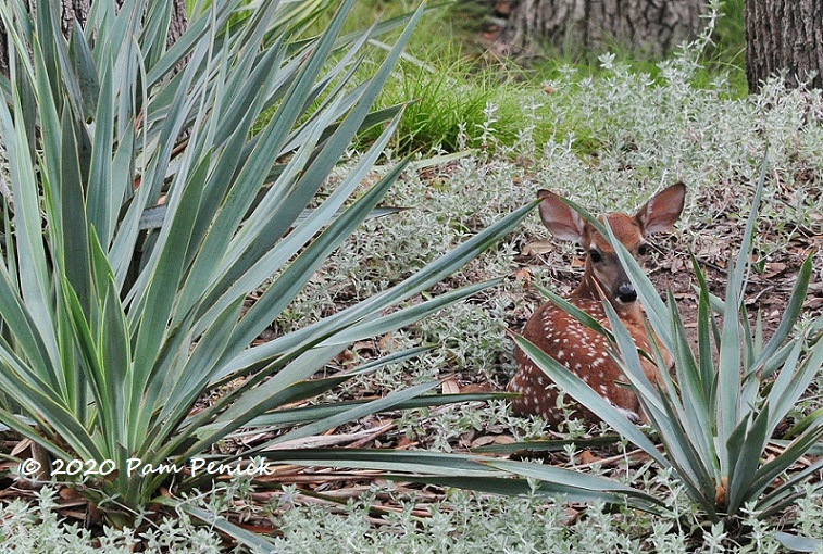 A critter season like Where's Waldo?