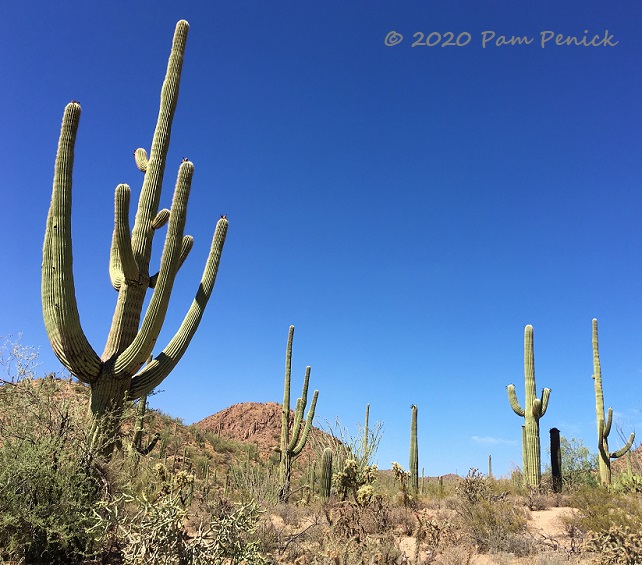 Finger-pointing cacti at Saguaro National Park