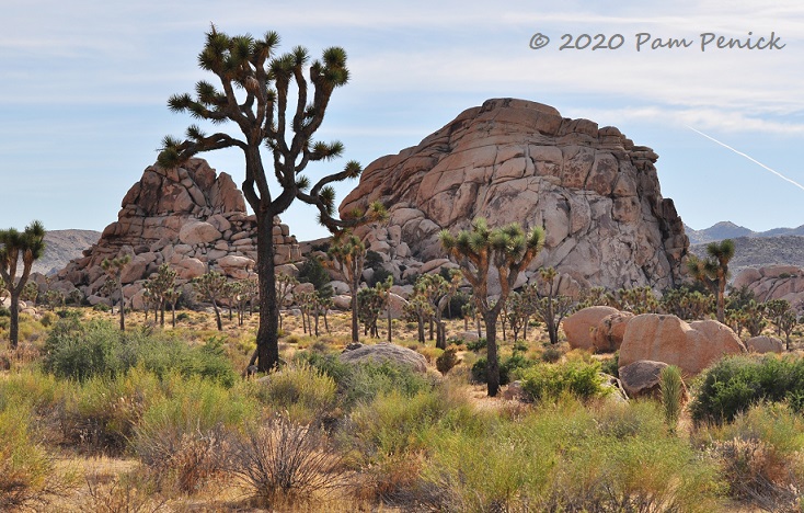 Otherworldly trees and rocks at Joshua Tree National Park