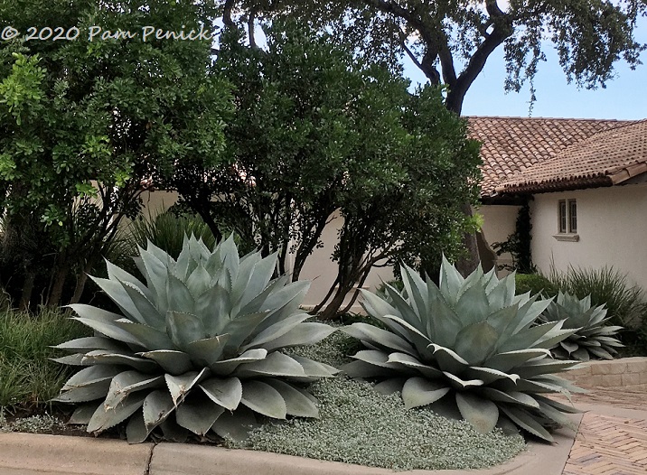 Drive-By Gardens: Lushly spiky gardens of Tarrytown