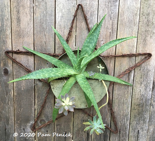 Late summer stars of the garden