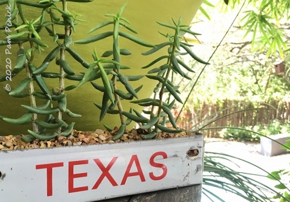 Potted succulents don't ask for much (and that's the way I like it)