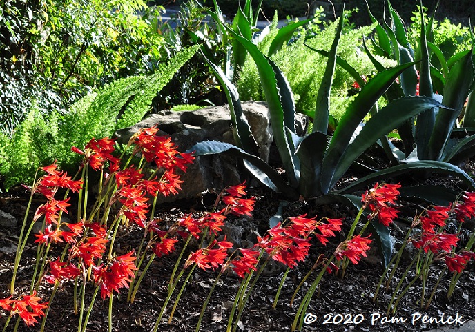 Oxblood lilies cavort with agaves in Tom Ellison's garden