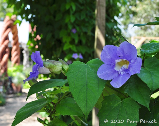 In for a rose, out for a garden visit at Antique Rose Emporium