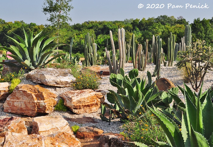 CACTUS GARDEN