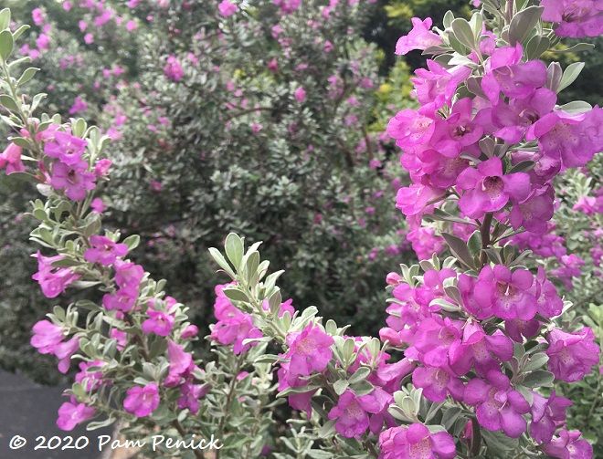 Cenizo in bloom after the rain