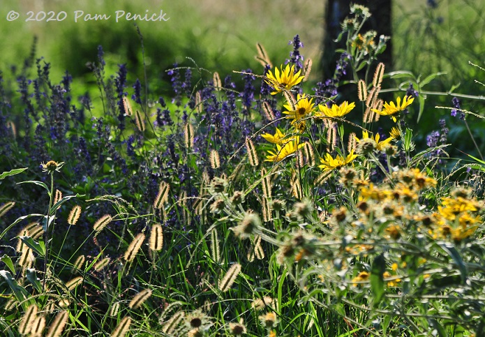 Native Texas Park: Rediscovering a lost prairie at George W. Bush Presidential Library