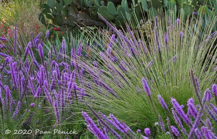 Michael McDowell's front-yard prairie garden