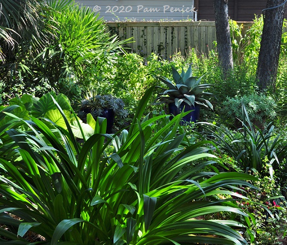 Palms, agaves, and edibles in Peter Schaar Garden
