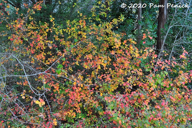 Colorful fall foliage at the Wildflower Center, part 1