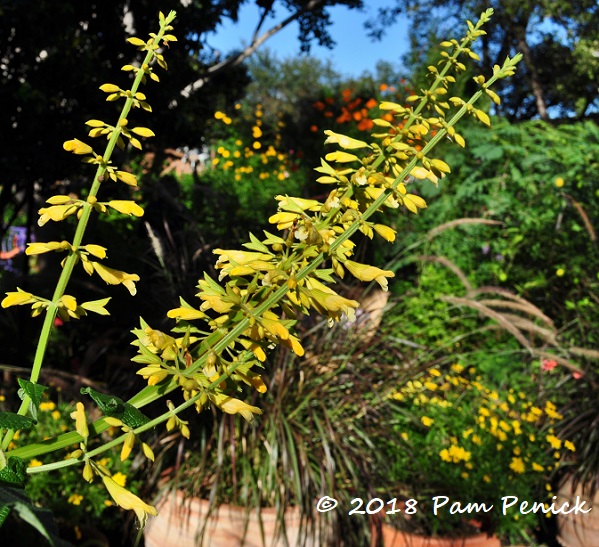 Plant This: Forsythia sage for fall flowers