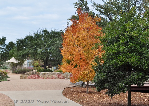 Bigtooth maples and more fall foliage at the Wildflower Center, part 2