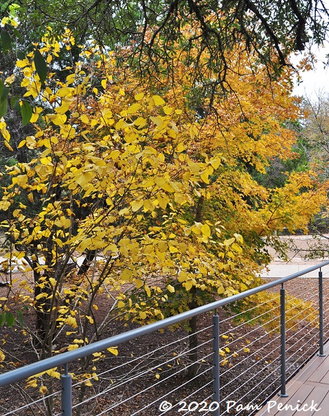 Bigtooth maples and more fall foliage at the Wildflower Center, part 2 ...