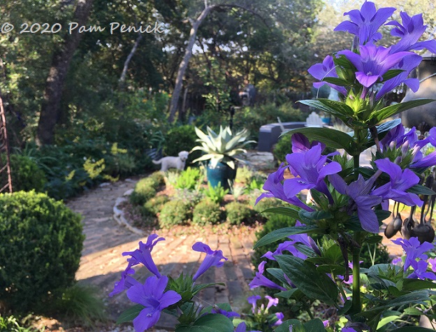 Flowers for a warm Texas fall