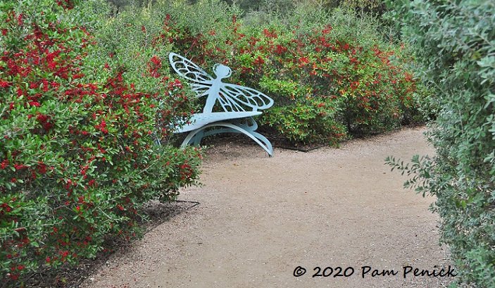 Grow a hedge using native Texas plants