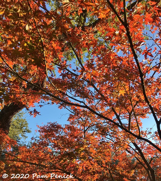 Japanese maple puts on another excellent show