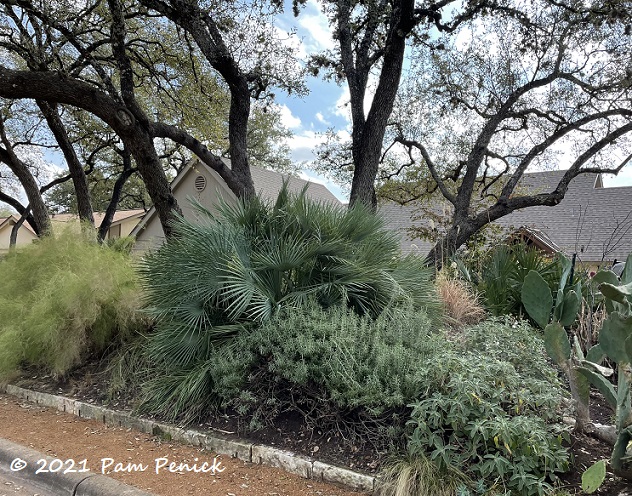 Green texture in my live oak-shaded garden