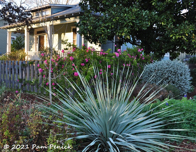 Early spring in Hyde Park cottage garden