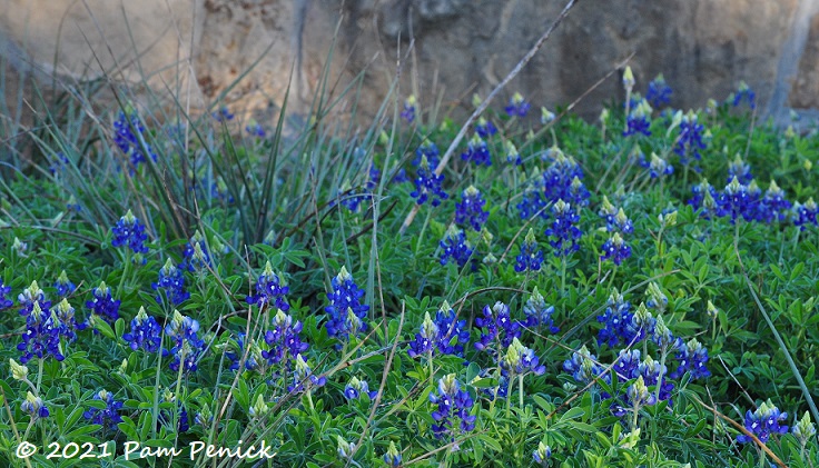 Early spring blooms and Athena the owl at Wildflower Center