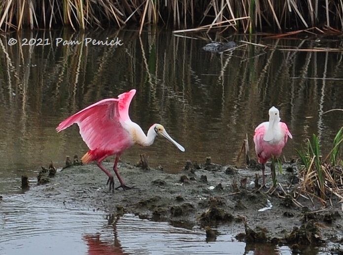 Birding and beaches at South Padre Island