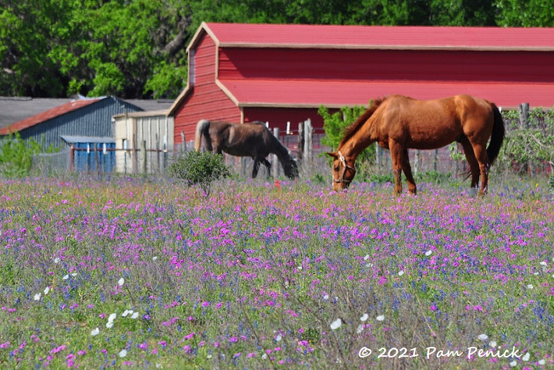 Texas wildflowers in Easter egg colors