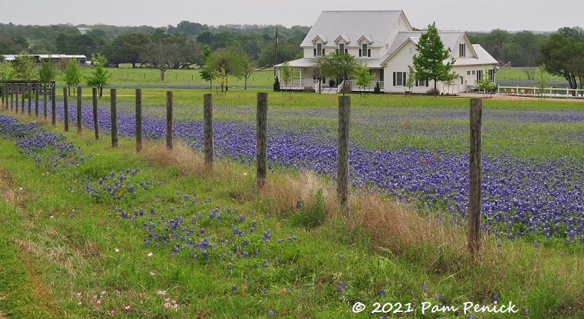 Bluebonnet safari in Round Top and Brenham