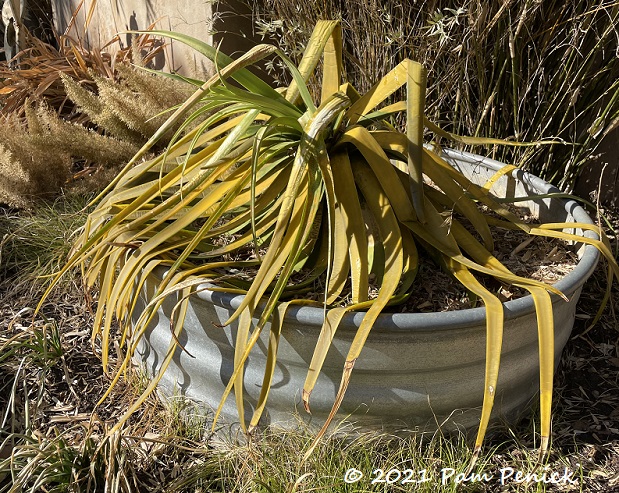 My agaves and other woody lilies: Alive, dead or in-between? Evaluating plants 2 months after Texas freeze